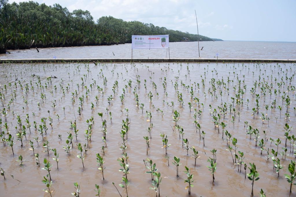Ini merupakan bagian dari komitmen keberlanjutan Mowilex untuk menanam 50.000 pohon. Dok. Ist