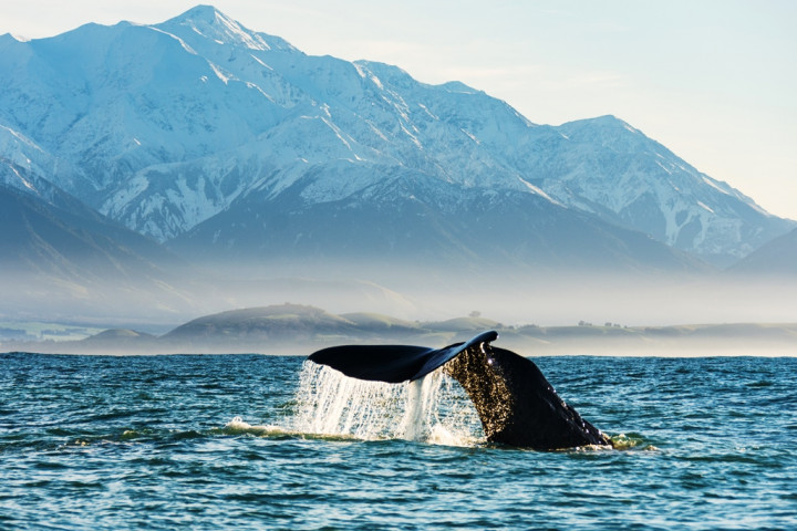 Catat! Ini 6 Destinasi Wisata Selandia Baru untuk Liburanmu di 2024 (Pulau Selatan)