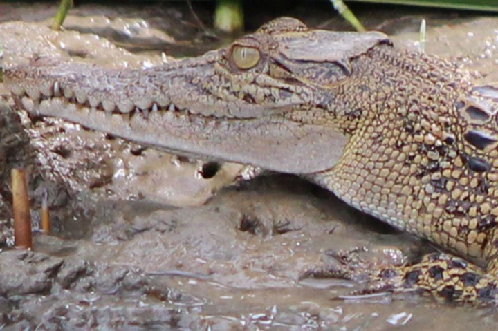 BKSDA Aceh Jaya Tangkap Buaya Liar Pemangsa Warga