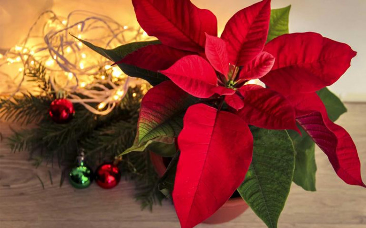 Populer Properti: Cara Mengusir Cicak hingga Tanaman Hias untuk Dekorasi Natal