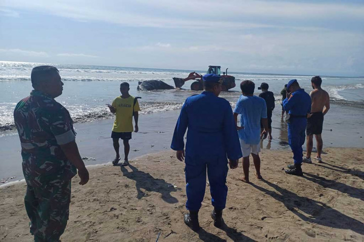 Paus Raksasa Terdampar di Pantai Legian Bali