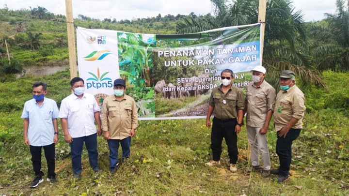 PalmCo Alokasikan Area Konservasi Gajah Sumatra di Areal BUMN Perkebunan Sawit