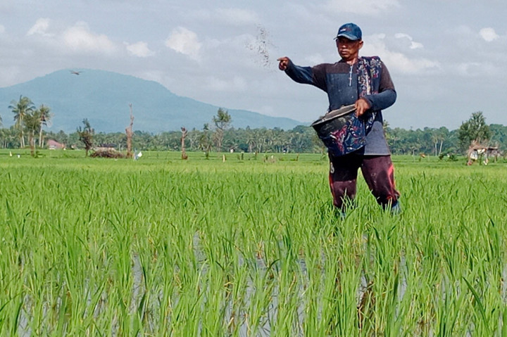 Ribuan Petani Pidie Tak Dapat Pupuk Subsidi