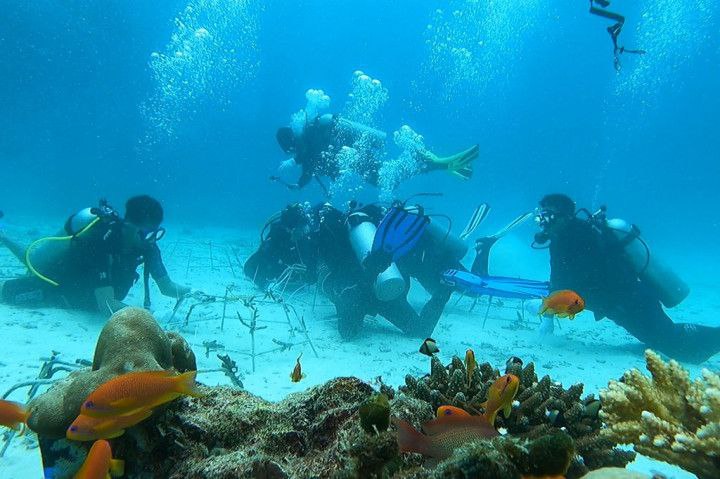 Menjaga Perubahan Iklim dengan Pemulihan Transplantasi Terumbu Karang di Laut Sabang