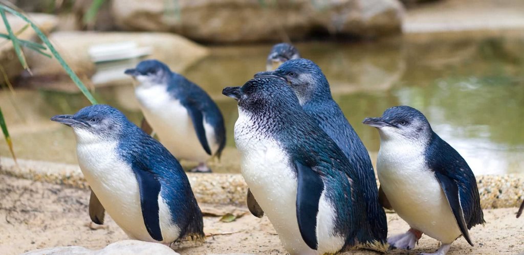Selama 5 jam kamu mengenal lebih dalam tentang Blue Penguins Pukekura. Dok. Ist