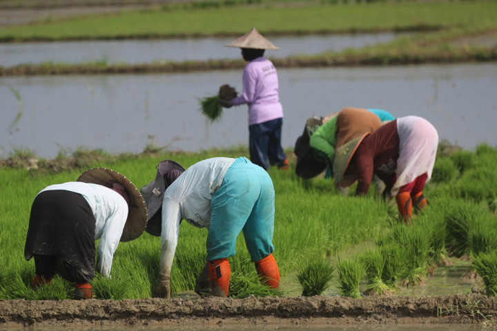 Demi Capai Ketahanan Pangan, Pemerintah Kasih Modal Banyak Petani Milenial