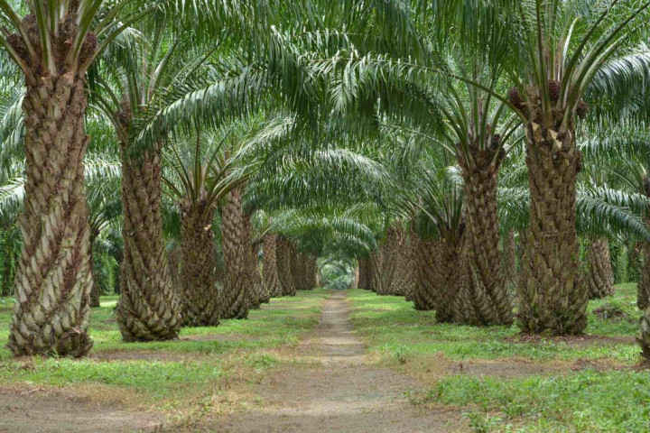 Usai Dibentuk, PalmCo Langsung <i>Gaspol</i>