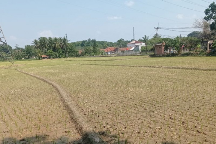 Petani Lebak Kembali Dilanda Kekeringan