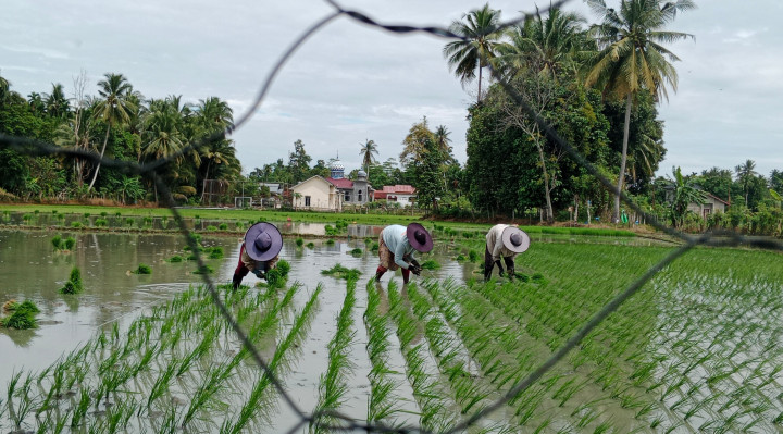 Petani Pidie Kebut Tanam Padi Hingga Akhir Desember