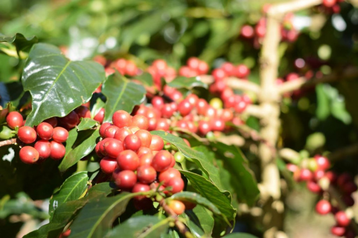 Berkah Kopi Indonesia di 2023: Produksi Naik hingga Harga Meningkat