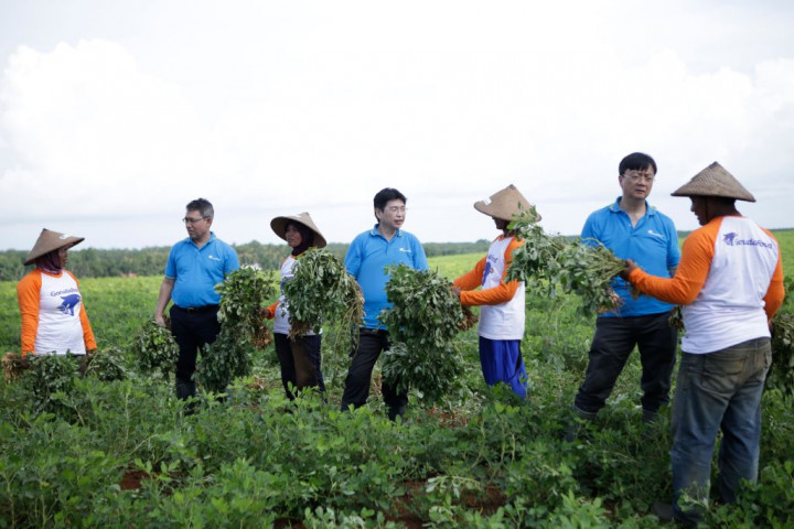 Optimisme Petani Kacang Tanah di Tengah Musim Kemarau Kering