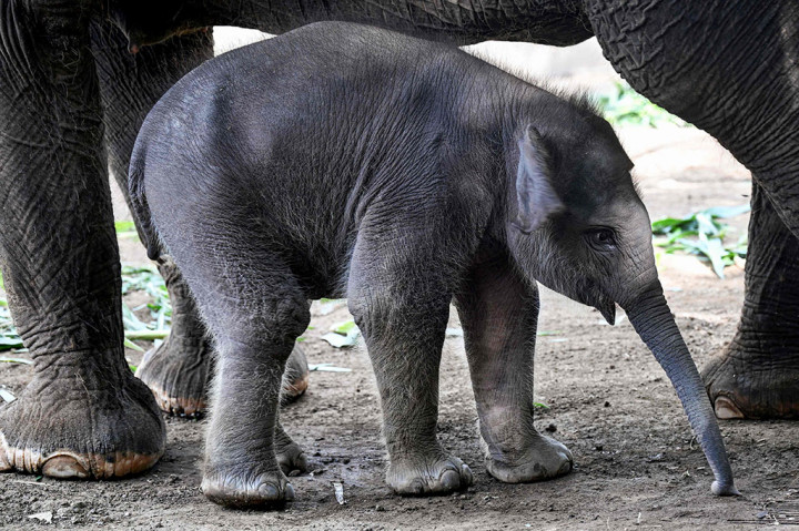 Kabar Gembira! Seekor Bayi Gajah Lahir di Bali Zoo