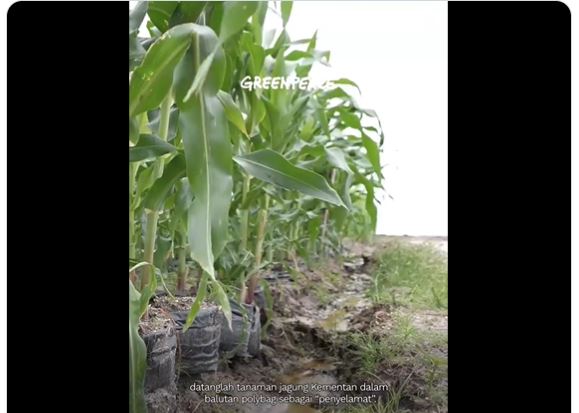 Greenpeace Temukan Pohon Jagung di Lahan Food Estate Ditanam Pakai Pot