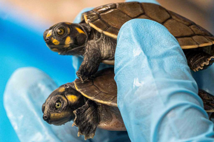 4.000 Penyu Amazon yang Akan Diekspor ke Indonesia Berhasil Diselamatkan