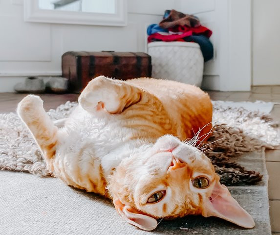 Yuk, perhatikan bantalan tapak kaki si meong yang punya berbagai kepribadian yang berbeda-beda. (Foto: Ilustrasi/Dok. Unsplash.com)
