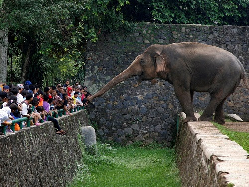 Pengunjung Kebun Binatang Bali Zoo Naik Dua Kali Lipat
