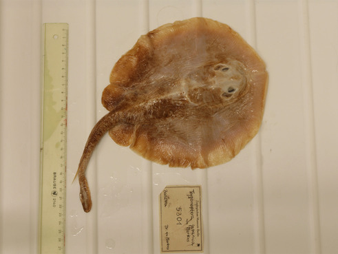 Ikan Pari Jawa Resmi Punah karena Ulah Manusia