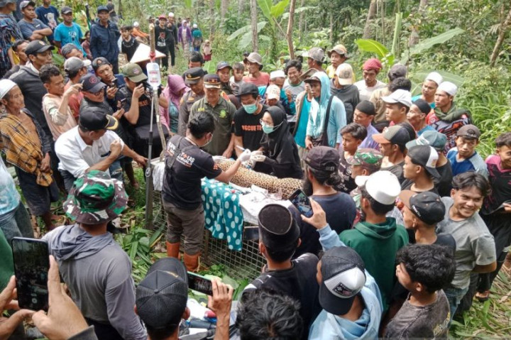 Warga Sukabumi Geger Macan Tutul Masuk Perangkap Jerat Babi