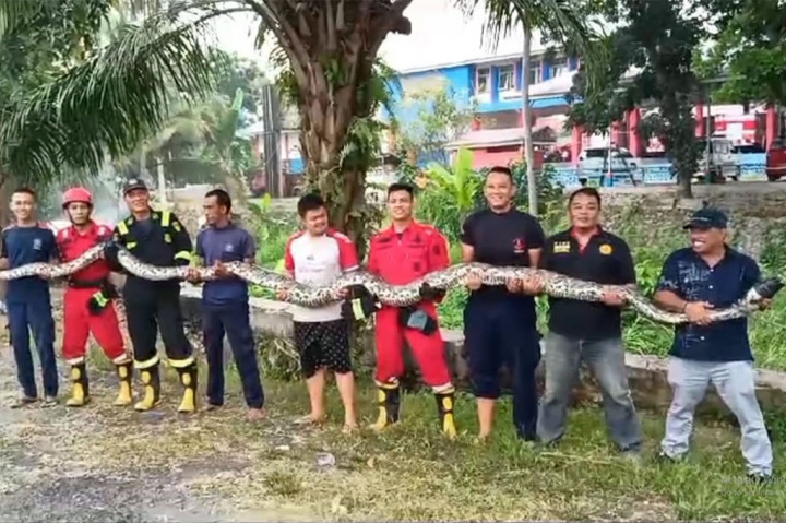 Kerap Mangsa Ternak, Phiton Raksasa Berhasil Ditangkap Warga