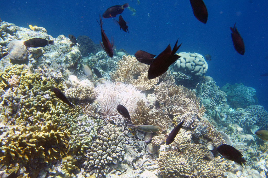 Wakatobi. Foto: MI/Panca. 