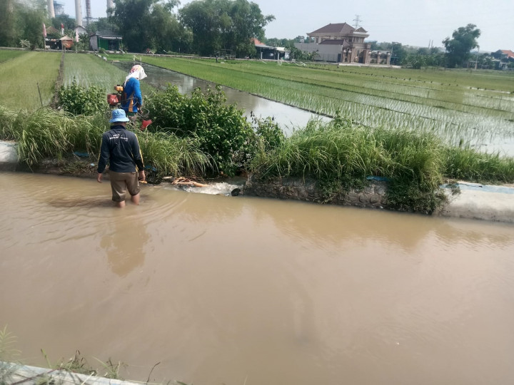 Tanggul Irigasi Jebol, Ratusan Hektare Sawah Warga Gagal Tanam