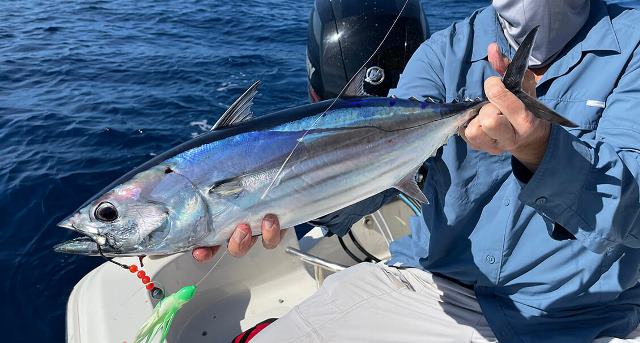 Ikan cakalang sangat cocok digunakan dalam berbagai resep dan olahan. Berikut ini kandungan ikan cakalang. (Foto: Dok. Floridasportsman)