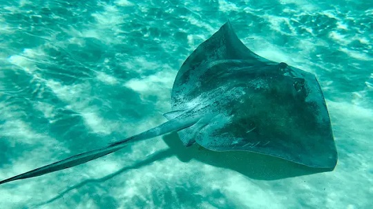 Pari Jawa Punah, Ahli Perikanan Unair Tekankan Perlunya Kesadaran Masyarakat Terkait Kekayaan Perairan