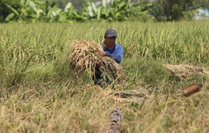 Pinjaman Murah Buat Bulog-ID Food Diyakini Bisa Perkuat Cadangan Pangan