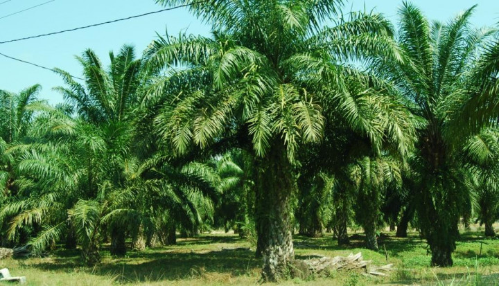 Mengakselerasi Digitalisasi di Sektor Perkebunan via Internet 4G