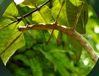 Fakta Menarik Nesiophasma sobesonbaii, Serangga Ranting Baru Temuan Anak SMA di NTT