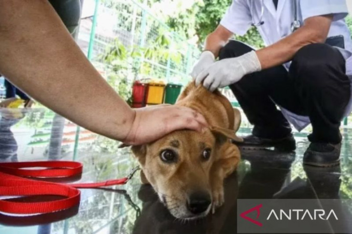 Pemkab Subang Antisipasi Perdagangan Anjing untuk Dikonsumsi