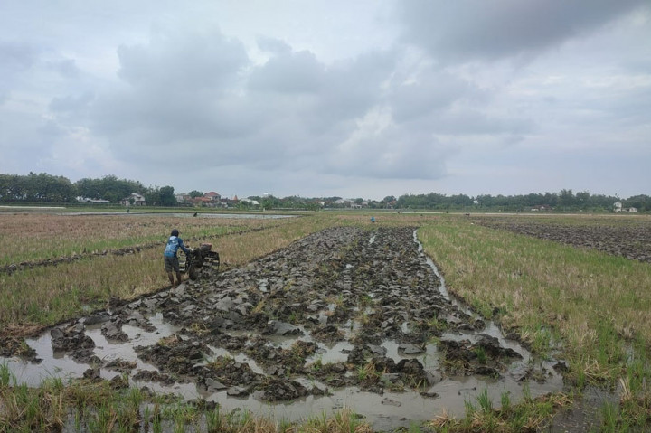 Dampak El Nino, Pengolahan Lahan Padi di Lamongan Terkendala