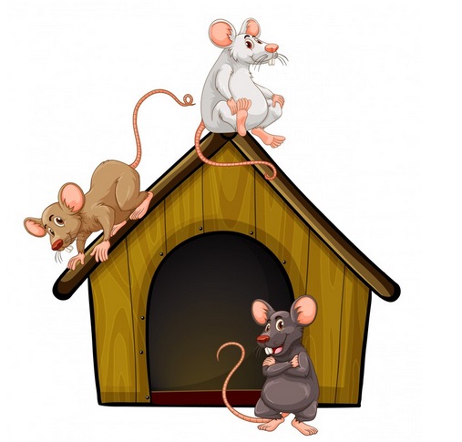 Fakta Leptospirosis: Penyakit yang Harus Diwaspadai saat Musim Hujan dan Banjir