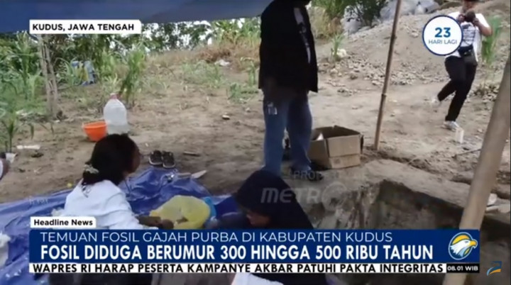 Fosil Gajah Purba Berusia Sekitar 500 Ribu Tahun Ditemukan di Kudus