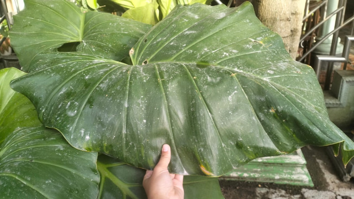 Sejumlah Desa di Boyolali Diguyur Hujan Abu Merapi