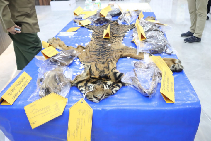 Polda Aceh Tangkap ASN Tersangka Penjualan Kulit Harimau