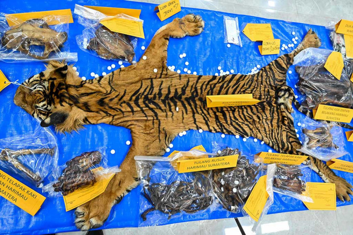 Perdagangan Ilegal Kulit Harimau Digagalkan Polda Aceh