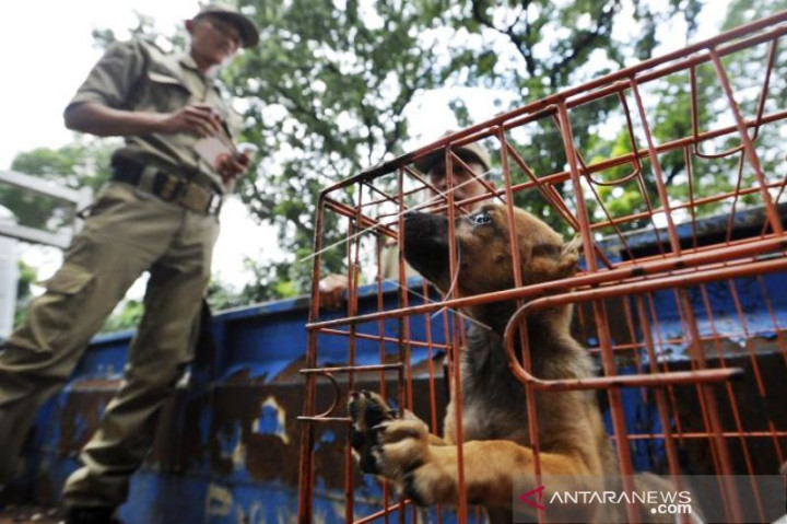 Pemkot Solo Tak Bisa Langsung Menutup Warung Daging Anjing