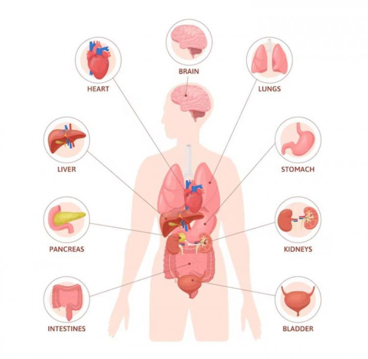 Anatomi Adalah: Pengertian beserta Contohnya