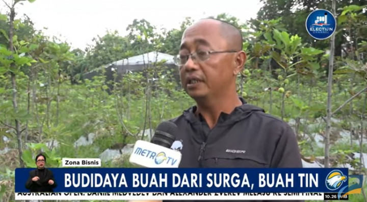 Mengintip 'Manis' Buah Tin Bagi Kesehatan dan Bisnis