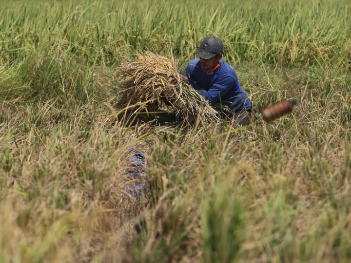 Mentan: NTB Sumbang Produksi Padi 880 Ribu Ton