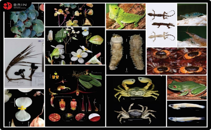 BRIN Temukan 49 Taksa Baru Selama 2023, Ini Daftarnya