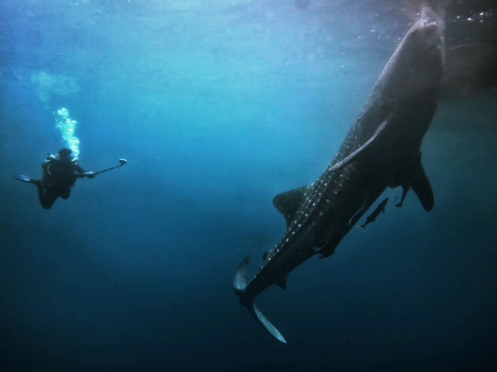 Dukung Konservasi Laut, Pertamina International Shipping Rilis Program 'BerSEAnergi untuk Laut'