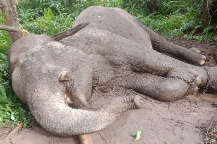 Gajah di TNTN Mati Diracun dan Gadingnya Hilang, Polda Riau Buru Pelaku