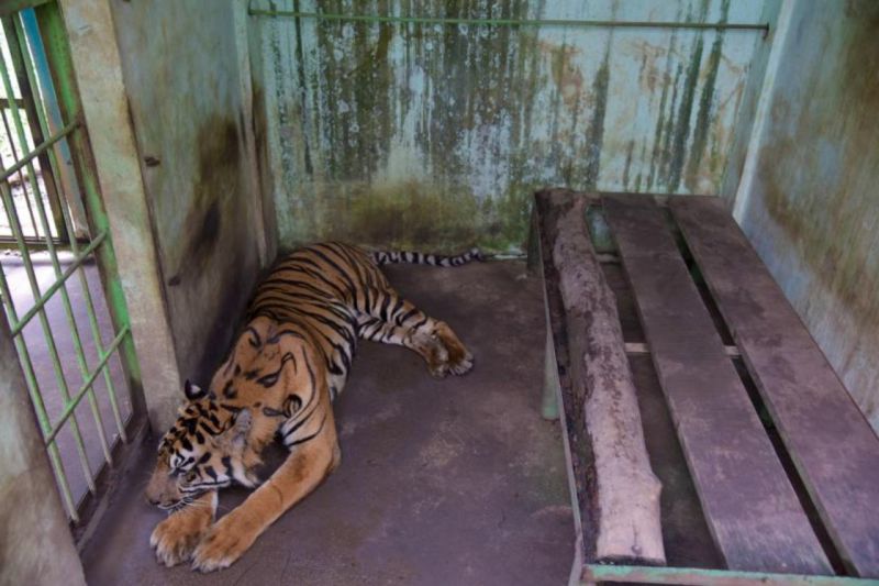 Satwa Terlantar, Walhi Sumut Desak Medan Zoo Segera Ditutup