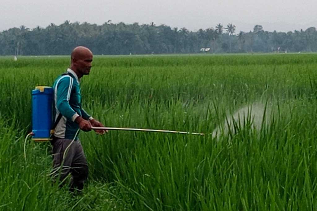 Hama Ulat Penggerek Batang Padi Serang Lahan Sawah di Aceh