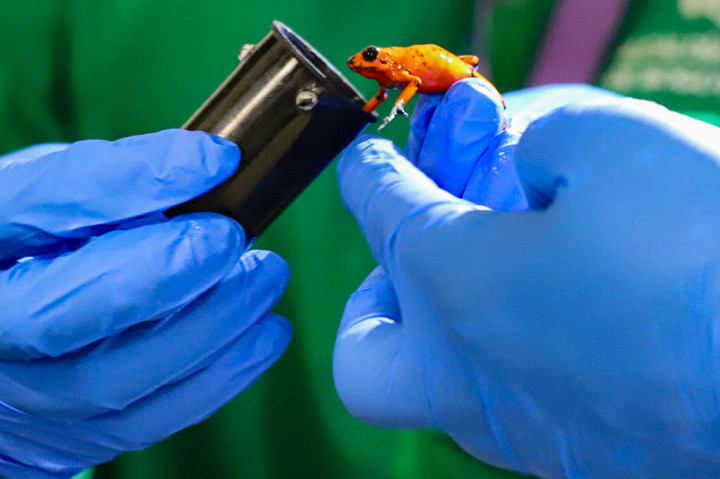 Kolombia Sita Ratusan Katak Beracun yang akan Diperdagangkan ke Brasil