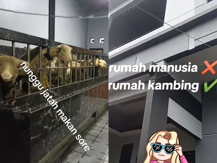 Viral Kandang Domba di Banjarnegara Senilai Rp500 Juta, Dindingnya Pakai Granit