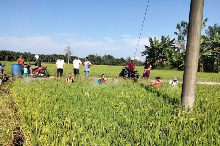 Tangkal Dampak Hama Wereng, Dinas Pertanian Sergai Edukasi Petani Gunakan Insektisida Applaud