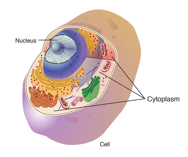 Pengertian sitoplasma dan fungsinya (sumber www.genome.gov)